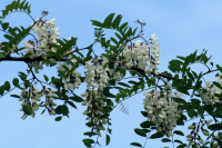 Akazienhonig
