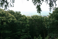 Edelkastanienhonig