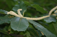 Edelkastanienhonig