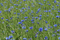 Kornblumenhonig                         500g
