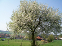 Frühlingsblütenhonig