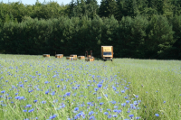 Kornblumenhonig- Met