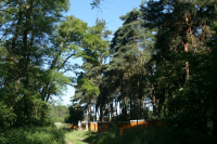 Akazienhonig