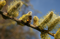 Blütenpollen