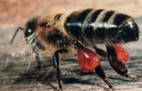 Propolis